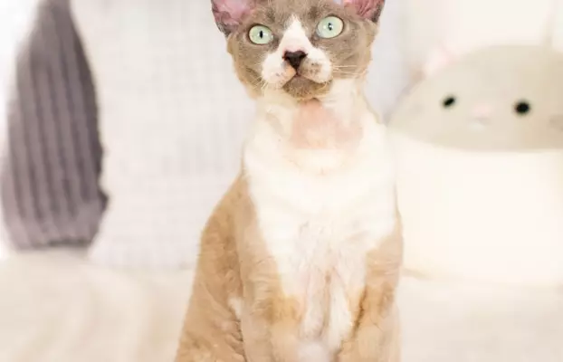 DEVON REX - Kocurek REYKJAVIK gotowy do odbioru, Warszawa 3