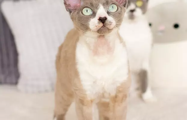 DEVON REX - Kocurek REYKJAVIK gotowy do odbioru, Warszawa 5