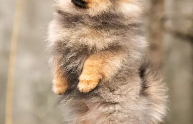 Szpic miniaturowy Pomeranian FCI 5