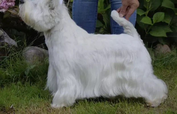 Piękny West Highland white terrier ZKWP FCI 3