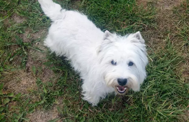 Piękny West Highland white terrier ZKWP FCI 4