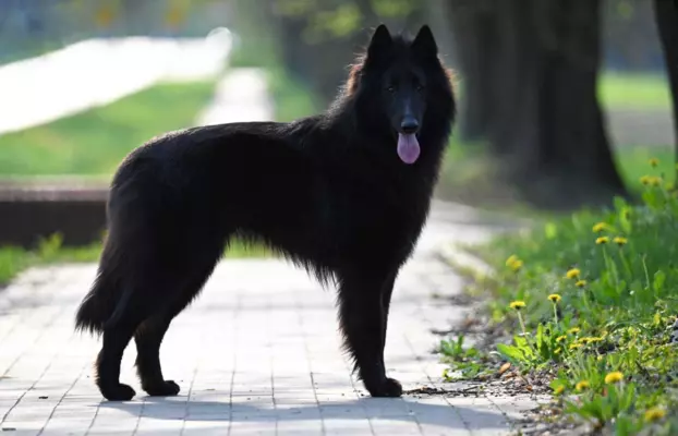 Owczarek Belgijski Groenendael nie niemiecki 2
