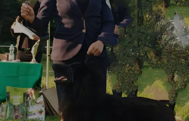 Owczarek Belgijski Groenendael nie niemiecki 3
