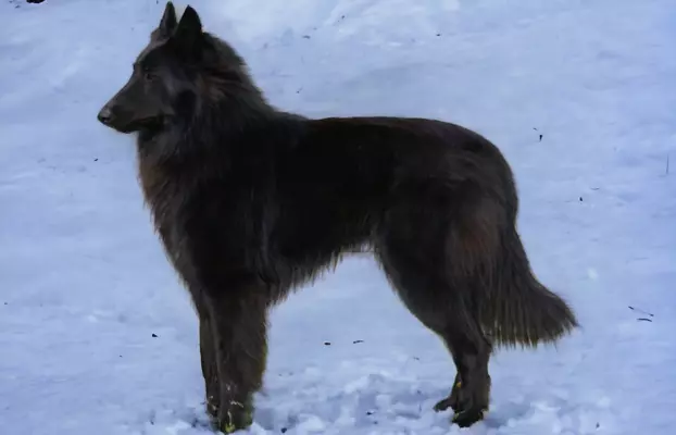 Owczarek Belgijski Groenendael nie niemiecki 5