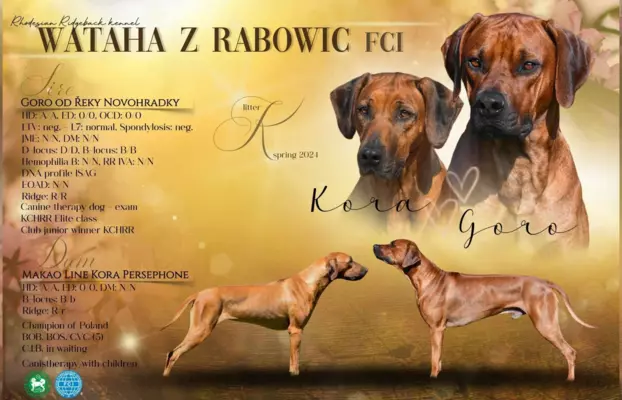 ostatnia Rhodesian Ridgeback po pracujących rodzicach 5