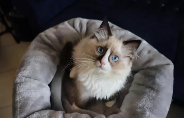 Puszyste cuda Ragdoll do rezewracji 1