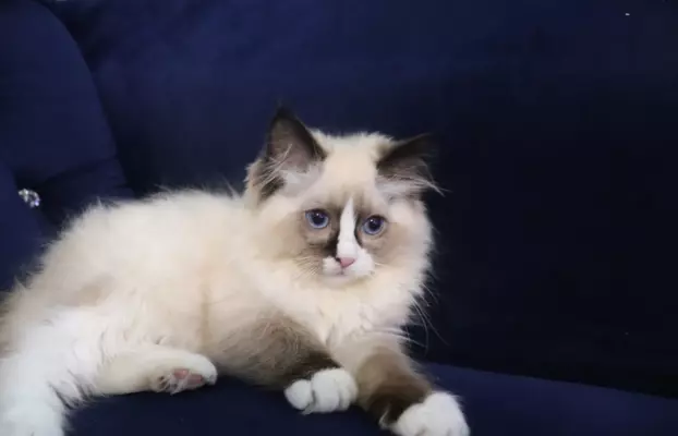 Puszyste cuda Ragdoll do rezewracji 2