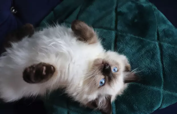 Puszyste cuda Ragdoll do rezewracji 3