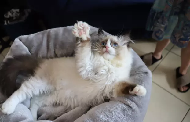 Puszyste cuda Ragdoll do rezewracji 4