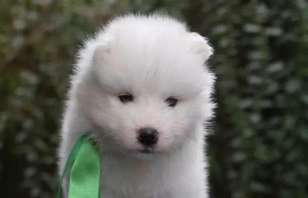 Samoyed szczenięta ZKWP FCI 4