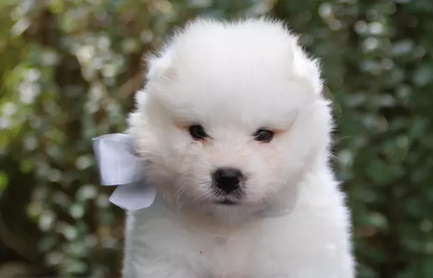 Samoyed szczenięta ZKWP FCI 1