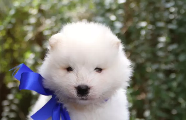 Samoyed szczenięta ZKWP FCI 2