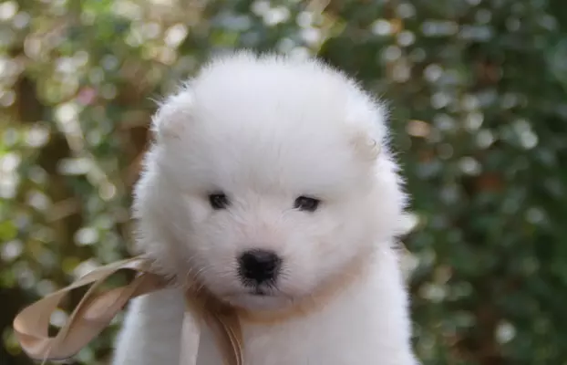 Samoyed szczenięta ZKWP FCI 3