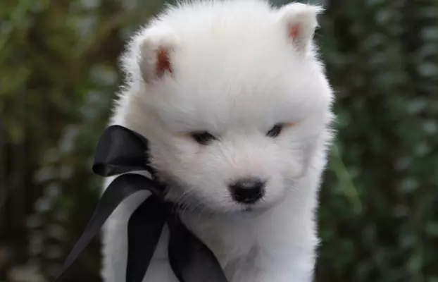 Samoyed szczenięta ZKWP FCI 5