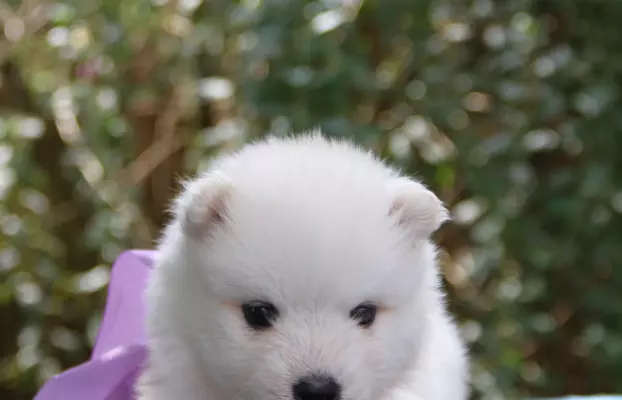 Samoyed szczenięta ZKWP FCI 6