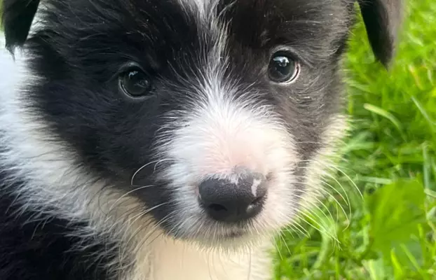 Szczenięta Border Collie 3