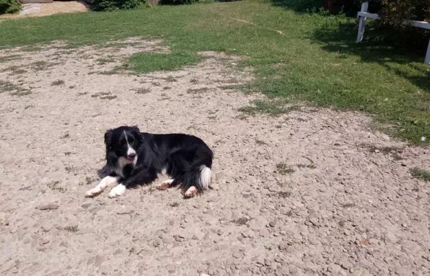 Szczenięta Border Collie 4