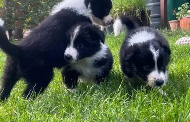 Szczenięta Border Collie 1