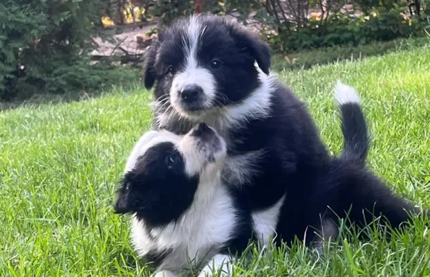 Szczenięta Border Collie 2