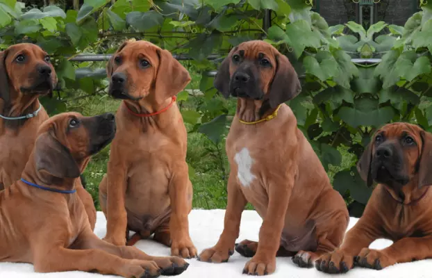 Rhodesian Ridgeback piękne szczenięta wystawowe FCI. 1