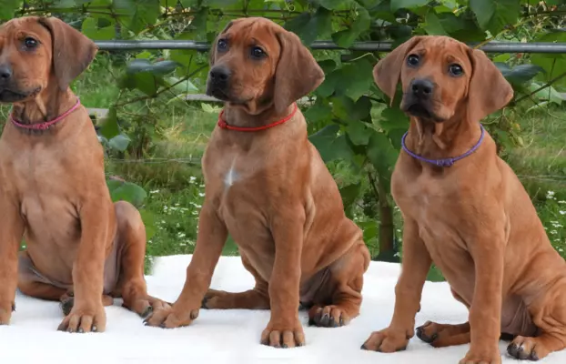 Rhodesian Ridgeback piękne szczenięta wystawowe FCI. 2