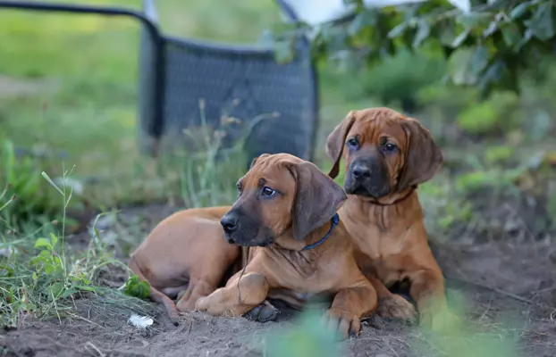 Rhodesian Ridgeback piękne szczenięta wystawowe FCI. 9