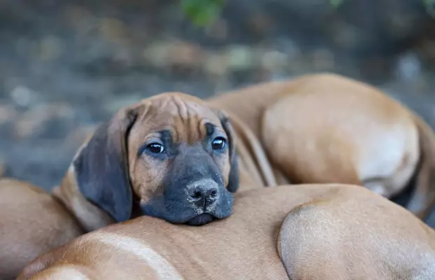 Rhodesian Ridgeback piękne szczenięta wystawowe FCI. 10