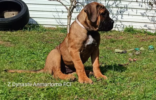 Cane Corso ZKwP/FCI, szczenięta - suczki 3