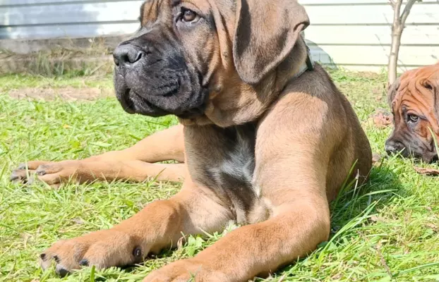 Cane Corso ZKwP/FCI, szczenięta - suczki 1