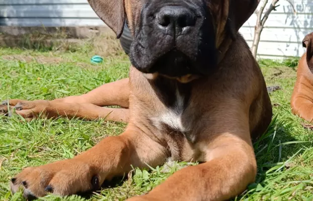 Cane Corso ZKwP/FCI, szczenięta - suczki 4