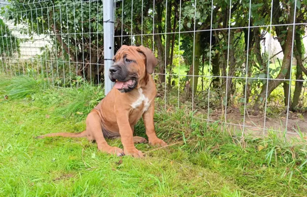 Cane Corso ZKwP/FCI, szczenięta - suczki 2