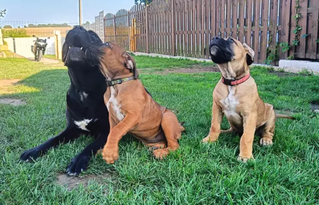 Cane Corso ZKwP/FCI, szczenięta - suczki 6