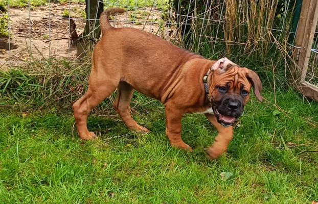 Cane Corso ZKwP/FCI, szczenięta - suczki 7