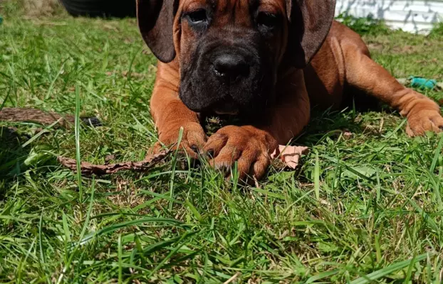 Cane Corso ZKwP/FCI, szczenięta - suczki 8