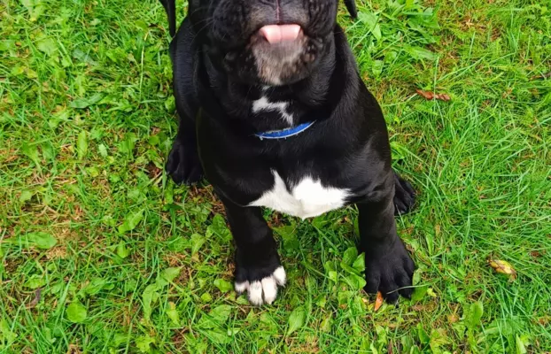 Cane Corso ZKwP/FCI, szczenięta - suczki 10