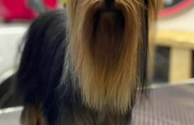 Samiec Yorkshire terrier odchowany 1