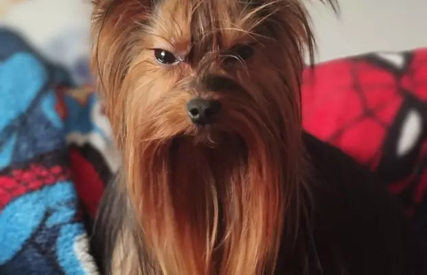 Samiec Yorkshire terrier odchowany 3