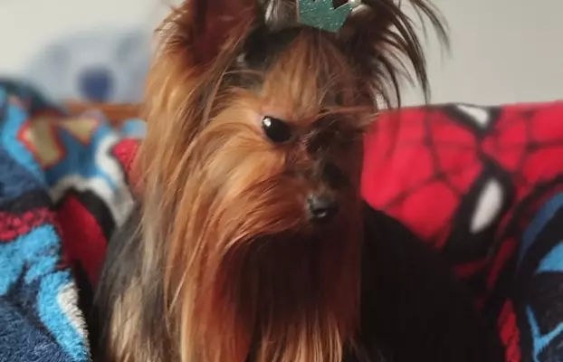 Samiec Yorkshire terrier odchowany 4