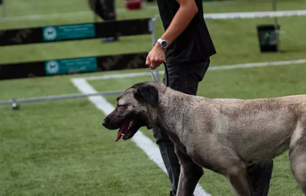 Szczenięta rasy kangal (FCI) 1