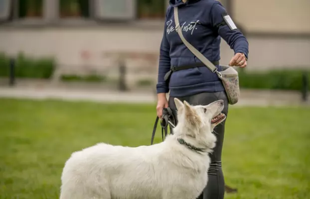 Rezerwacjia szczeniąt Białego Owczarka Szwajcarskiego 4