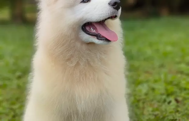 Sprzedam piękne szczenię, samiec Samoyed 2