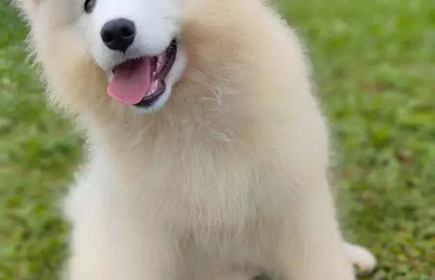 Sprzedam piękne szczenię, samiec Samoyed 6