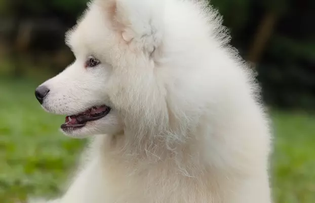 Sprzedam piękne szczenię, samiec Samoyed 3