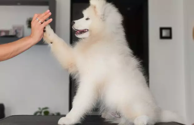 Sprzedam piękne szczenię, samiec Samoyed 4