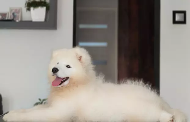 Sprzedam piękne szczenię, samiec Samoyed 7