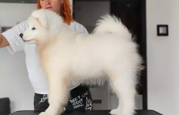 Sprzedam piękne szczenię, samiec Samoyed 5