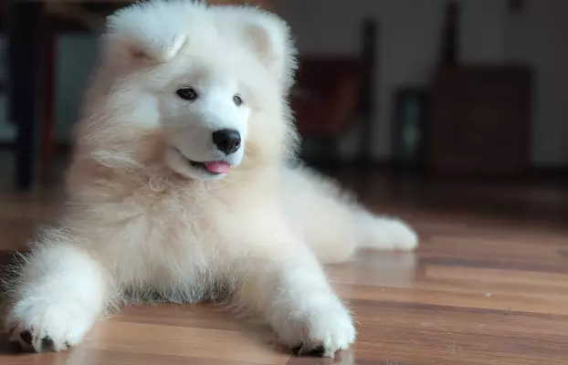 Sprzedam piękne szczenię, samiec Samoyed 8