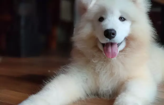 Sprzedam piękne szczenię, samiec Samoyed 9