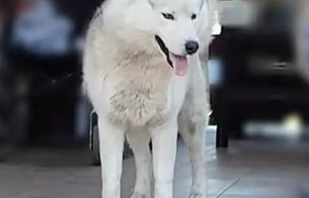 Siberian Husky suczka 6