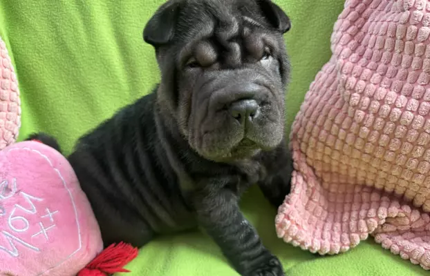 SHAR-PEI hodowla domowa shar pei FCI szczeniaczek do odbioru 2